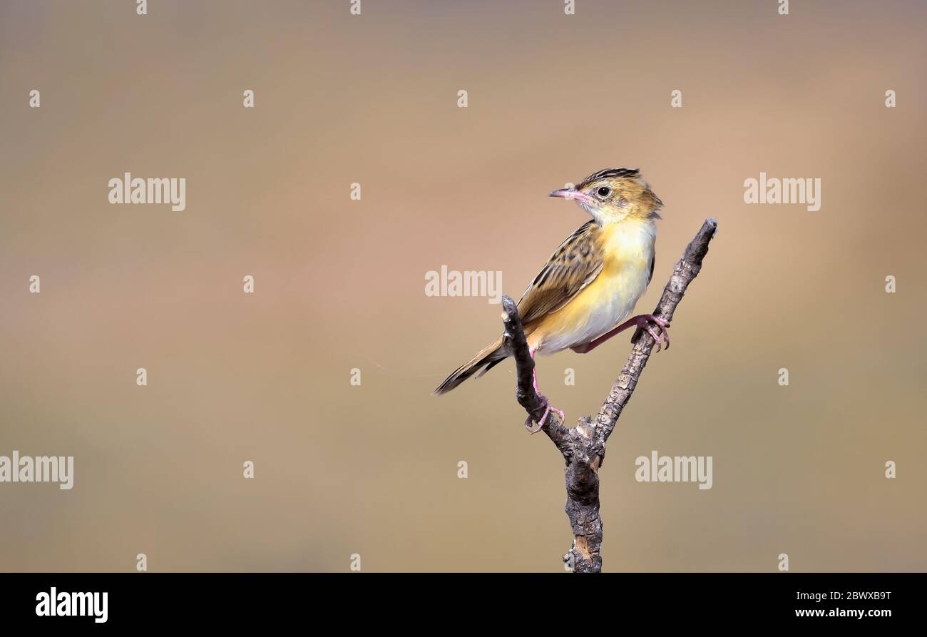 Der Zitting cisticola oder gestreifte Fantail-Warbler, ist ein weit verbreiteter Altweltwarzenbler. Stockfoto