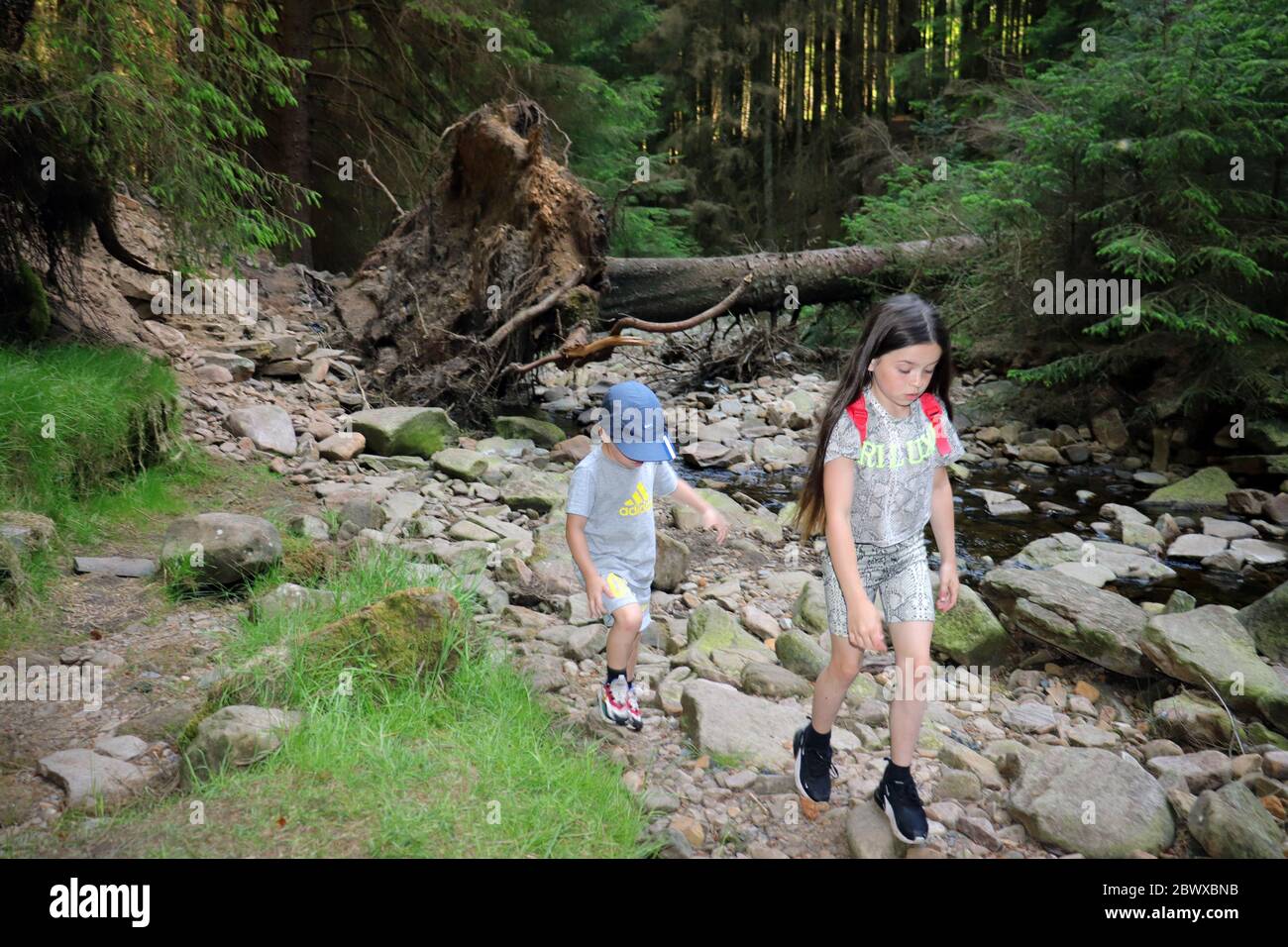 Kinder erkunden Wald in Großbritannien Stockfoto