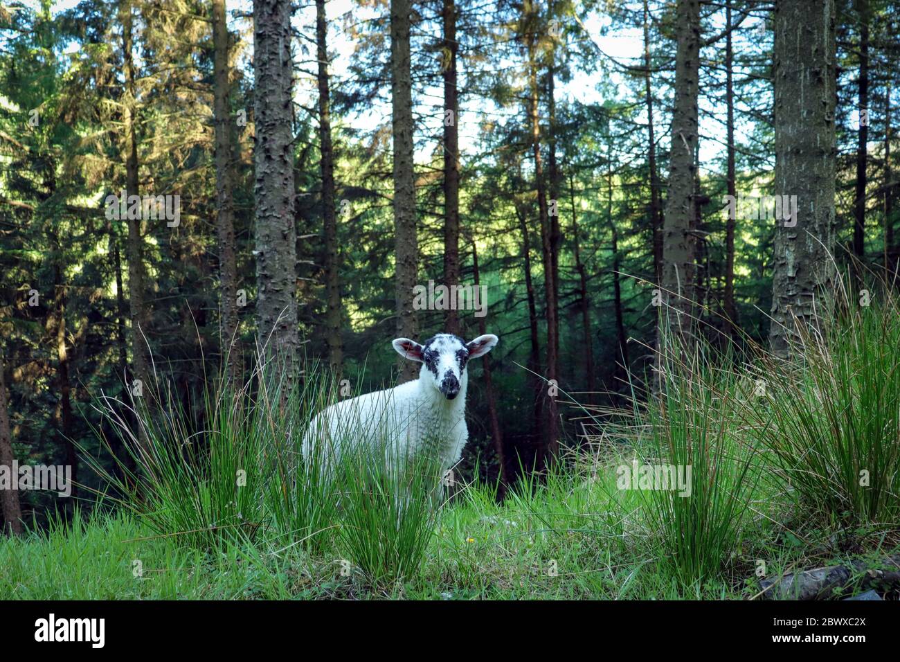 Schafe in Woodland Stockfoto