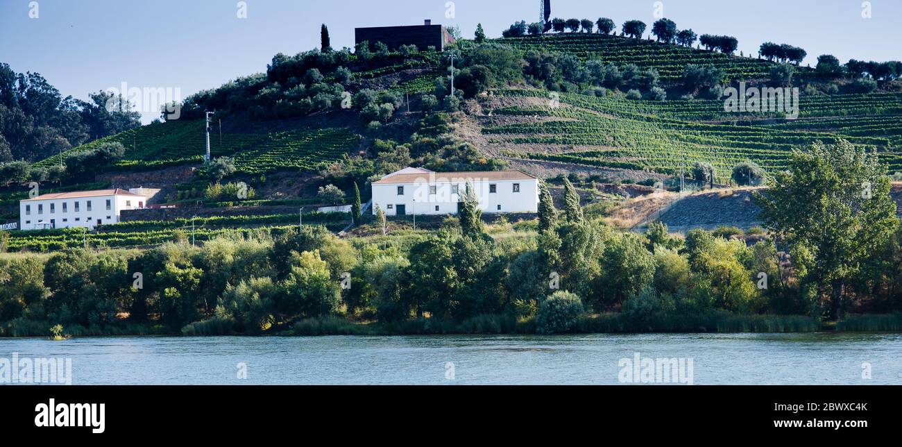 Die Weinberge im Douro-Tal überblicken den Fluss von Régua Nord Portugal Stockfoto