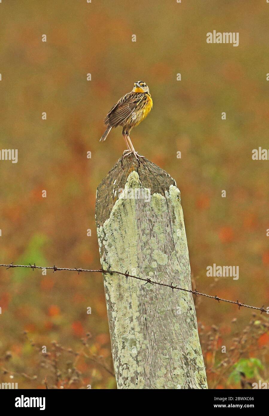 Östliche Wiesenlarche (Sturnella magna alticola) Erwachsene stehend auf Zaunposten Honduras Februar 2016 Stockfoto