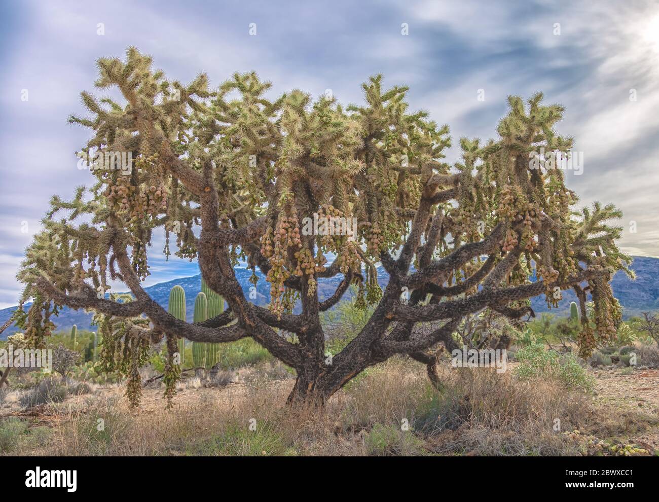Cholla, Cylindropuntia fulgida, Saguaro-Nationalpark, Tucson, Arizona, Vereinigte Staaten. Stockfoto