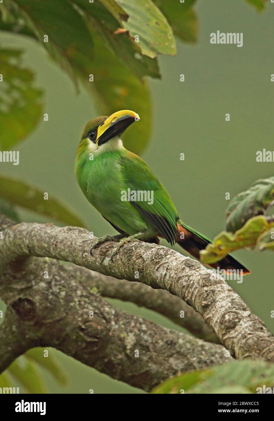 Smaragdtucanet (Aulacorhynchus prasinus virescens) erwachsenes Männchen, das auf dem Zweig La Tigra NP, Honduras thront, Februar 2016 Stockfoto