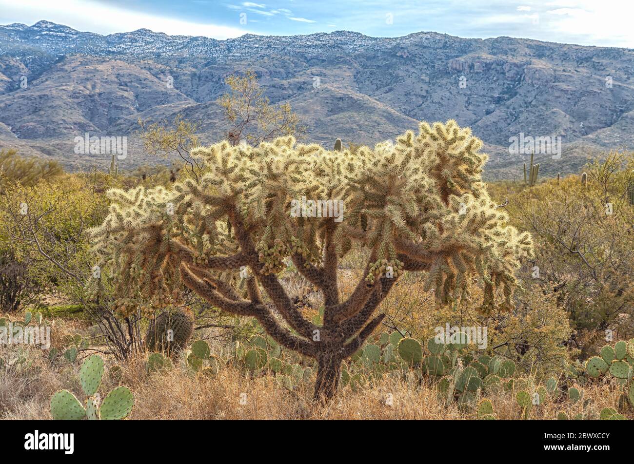Kettenfrucht Cholla, Cylindropuntia fulgida und die Landschaft in Sonora Desert, Saguaro National Park, Tucson, Arizona, USA. Stockfoto