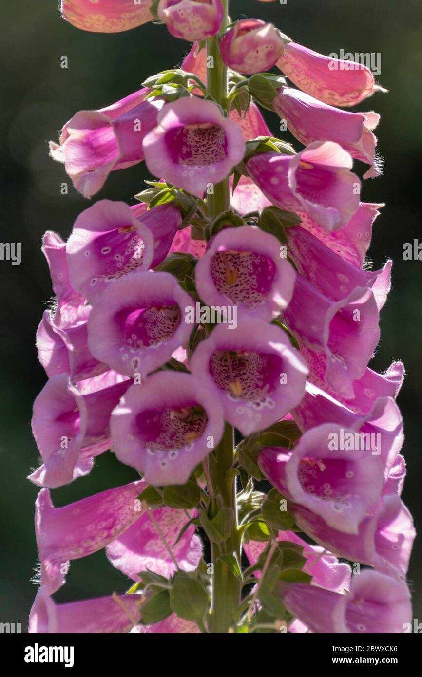 Eine Nahaufnahme von rosa Füchshutzenblumen, die im offenen Wald wild wachsen Stockfoto