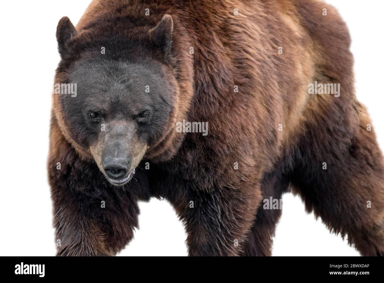 Europäischer Braunbär (Ursus arctos arctos) Nahaufnahme Porträt vor weißem Hintergrund Stockfoto