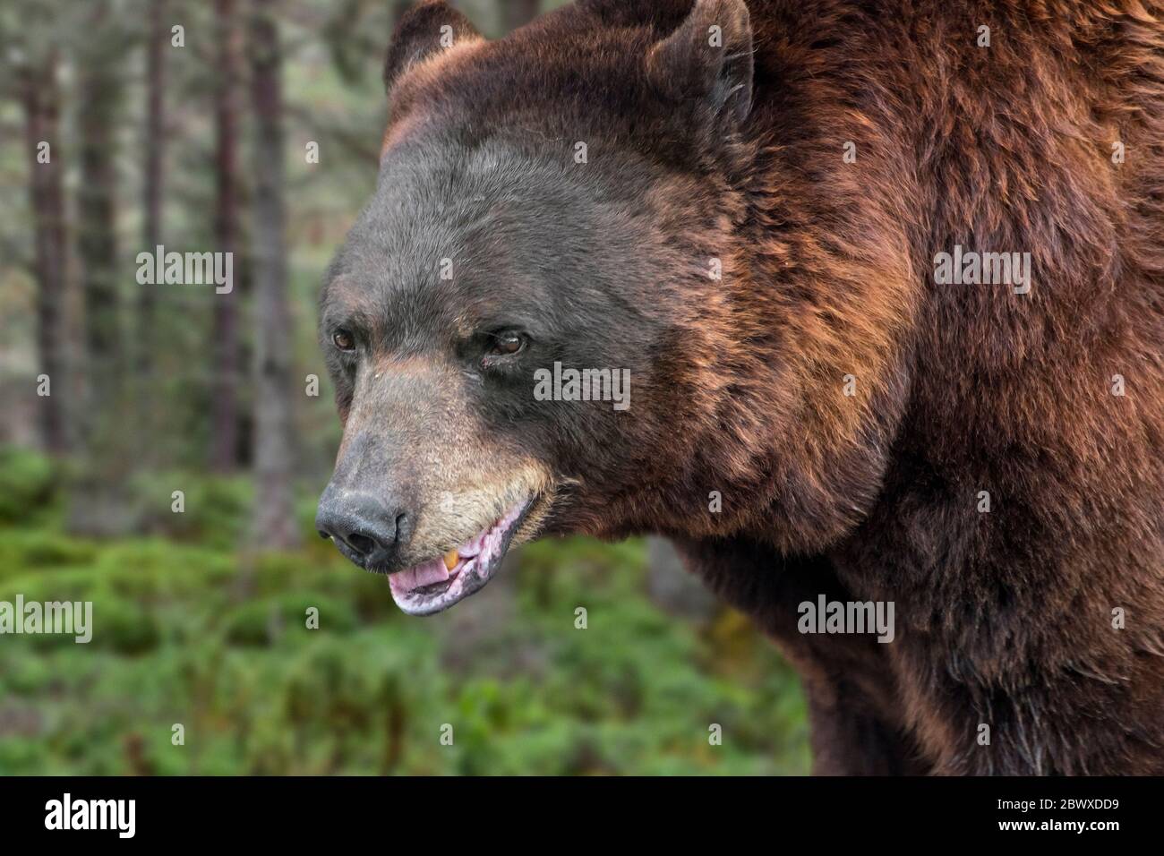 Nahaufnahme des Braunbären (Ursus arctos arctos), der in Nadelwäldern auf Nahrungssuche ist Stockfoto