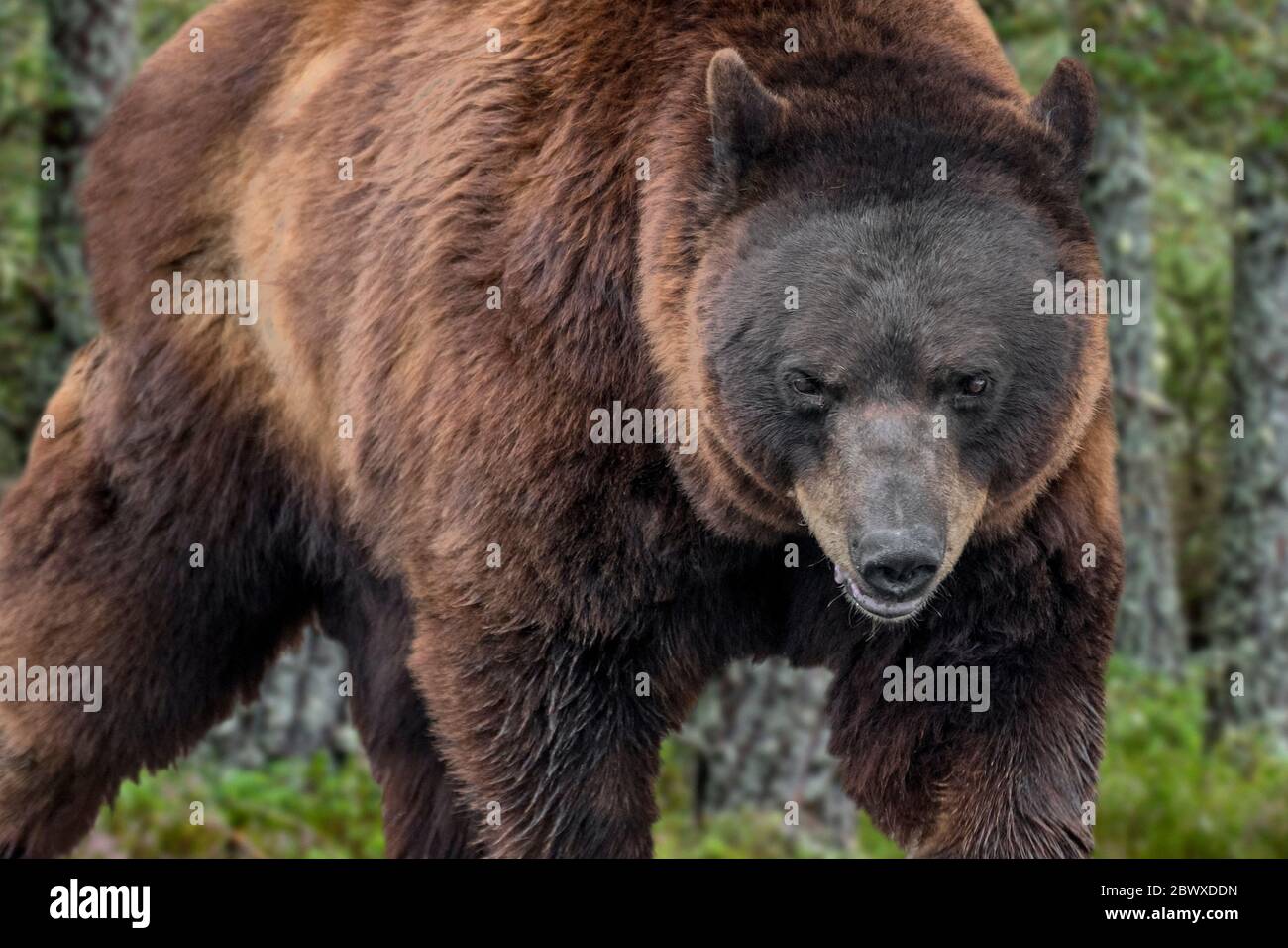 Nahaufnahme des Braunbären (Ursus arctos arctos), der in Nadelwäldern auf Nahrungssuche ist Stockfoto