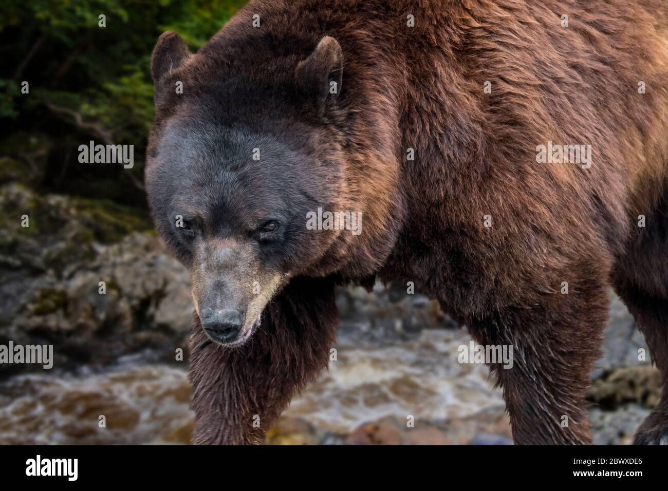 Nahaufnahme des Braunbären (Ursus arctos arctos), der entlang des Flussufers / Flussufers im Wald auf Nahrungssuche geht Stockfoto