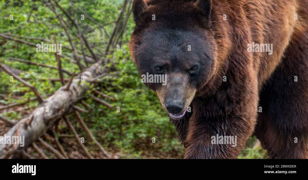 Nahaufnahme des Braunbären (Ursus arctos arctos), der in Nadelwäldern mit gefallenen Kiefern auf Nahrungssuche geht Stockfoto