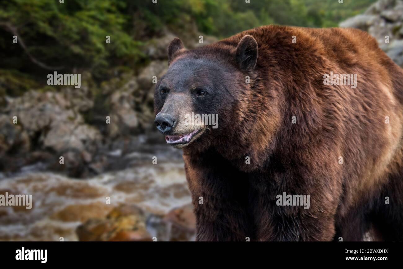 Nahaufnahme des Braunbären (Ursus arctos arctos), der entlang des Flussufers / Flussufers im Wald auf Nahrungssuche geht Stockfoto