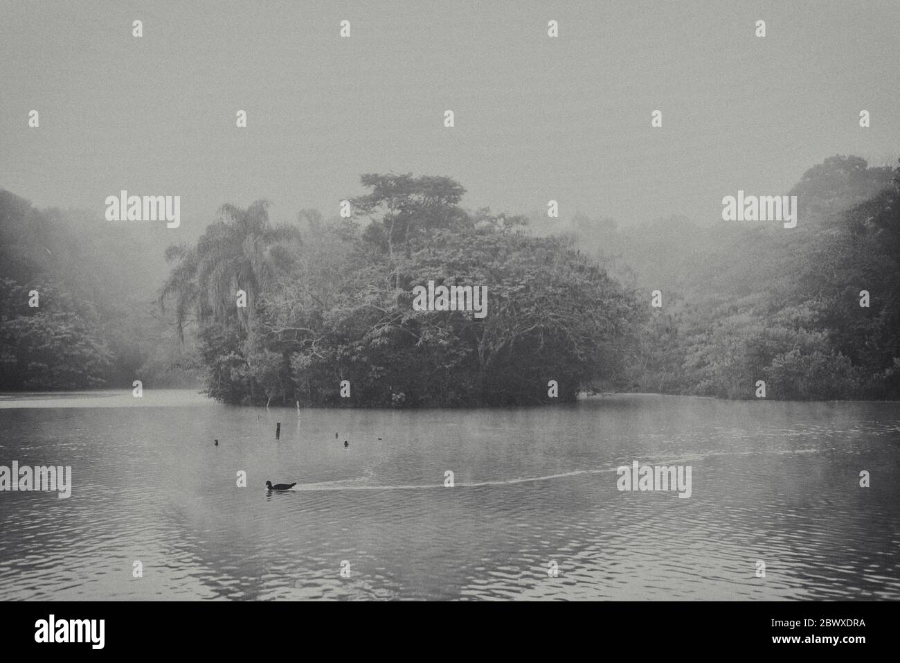 Eine Ente, die alleine an einem kalten und nebligen Morgen schwimmend Stockfoto