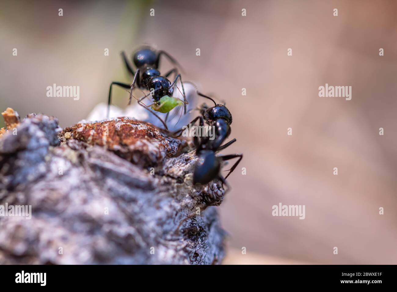 Zwei glatte Zimmermannameisen Camponotus laevigatus, mit einer, die eine Blattlaus in ihren Klauen hält, Yosemite National Park, Kalifornien, USA. Stockfoto
