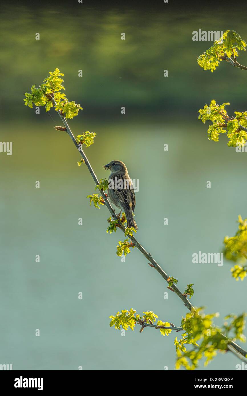 Spatz Zwischen Insektenjagden Stockfoto