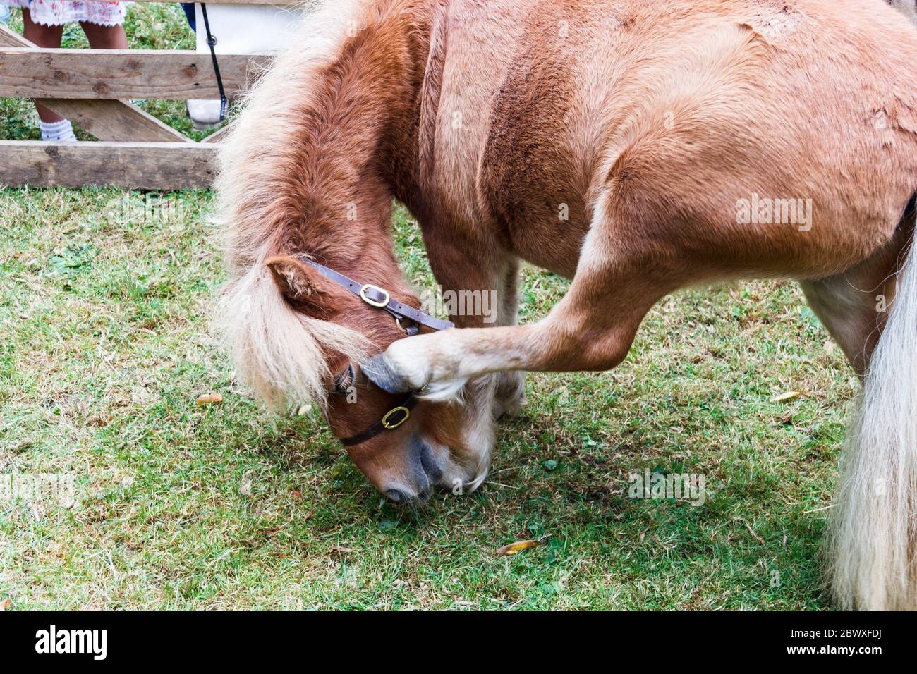 Ein Shetland-Pony im Miniaturformat, das mit dem Hinterbein auf einer mobilen Farm in London am Kopf kratzt Stockfoto