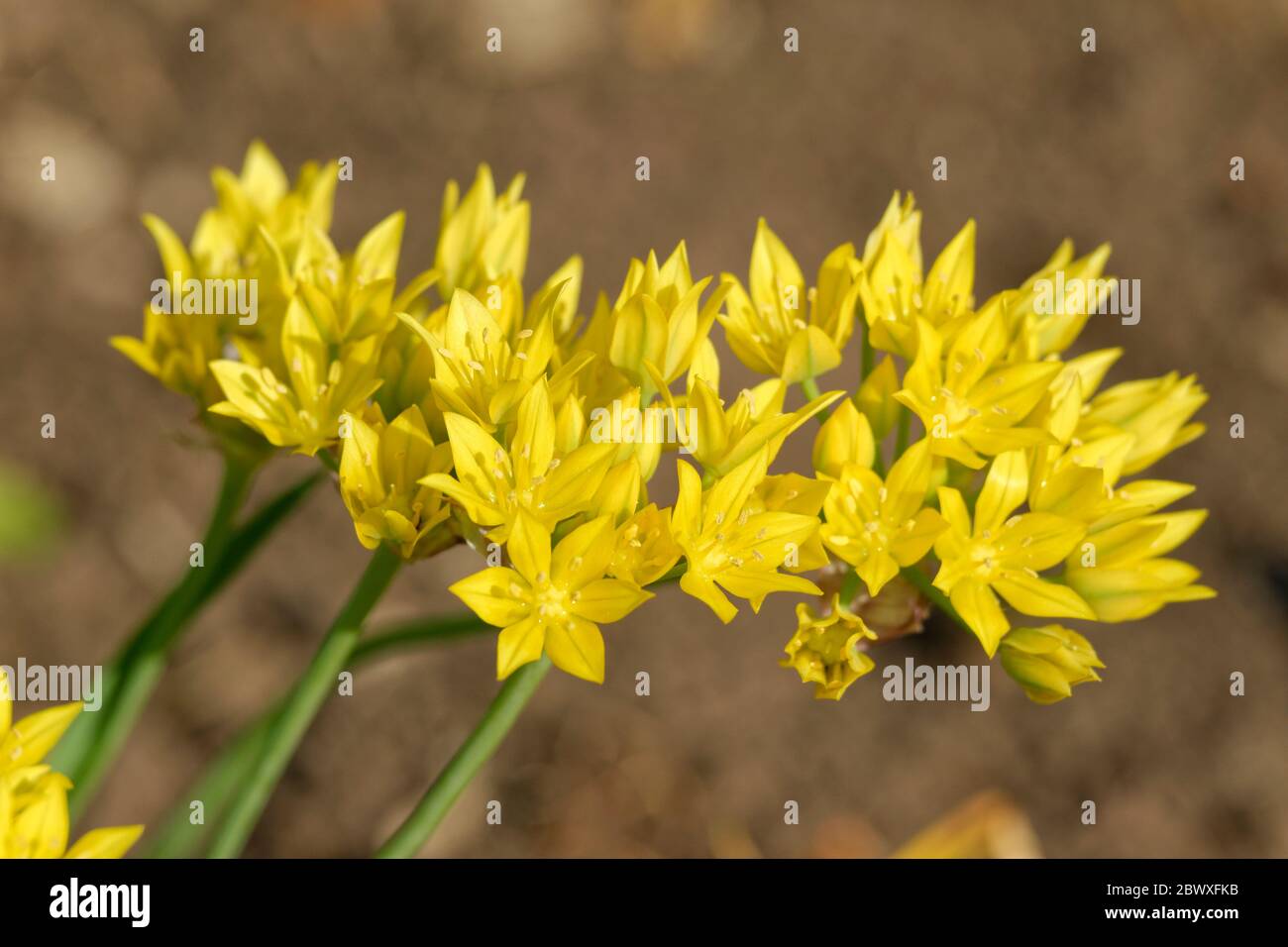 Allium Moly Blüten, manchmal auch Lily Leek genannt, gelber Knoblauch oder goldener Knoblauch. Stockfoto