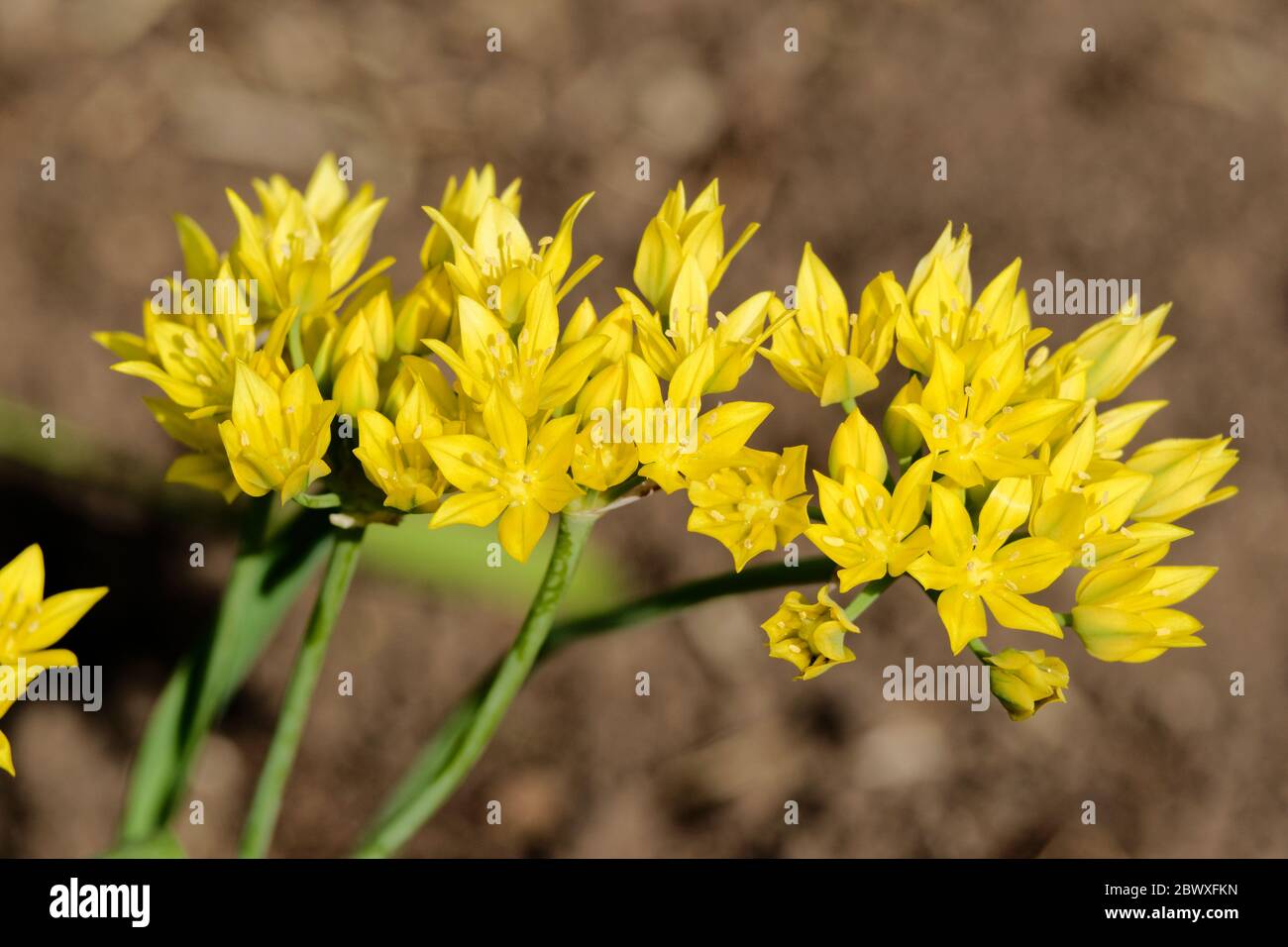 Allium Moly Blüten, manchmal auch Lily Leek genannt, gelber Knoblauch oder goldener Knoblauch. Stockfoto