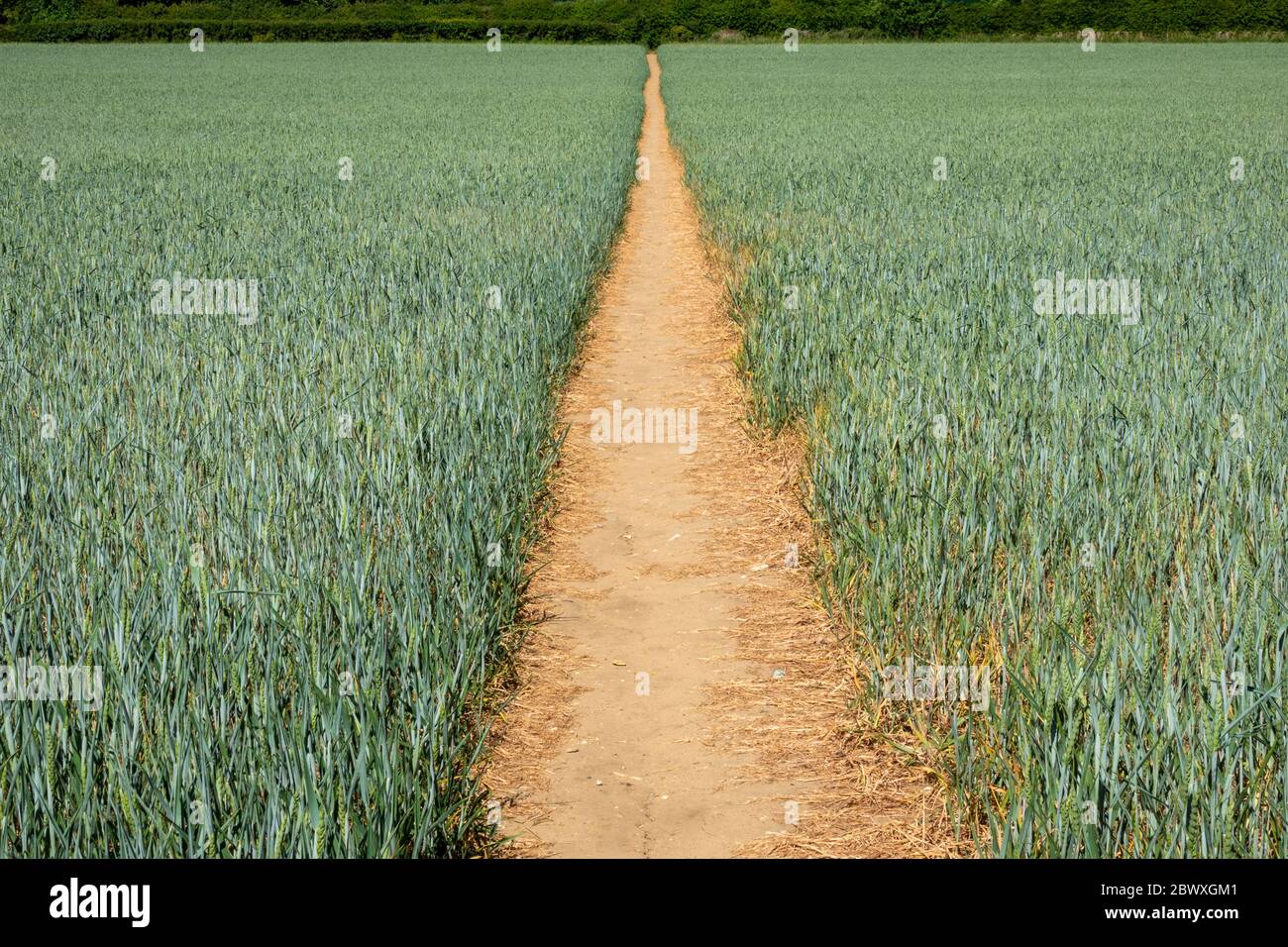 Ein klarer Schnittweg durch ein unreifes Weizenfeld, das das Filed in zwei Hälften teilt und einen Fluchtpunkt am baumgesäumten Horizont bildet Stockfoto