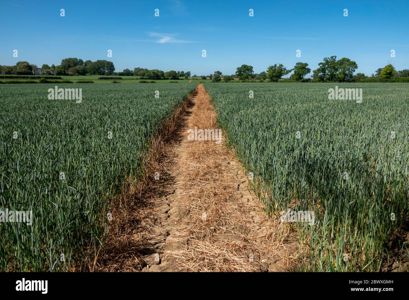 Ein klarer Schnittweg durch ein unreifes Weizenfeld, das das Filed in zwei Hälften teilt und einen Fluchtpunkt am baumgesäumten Horizont bildet Stockfoto