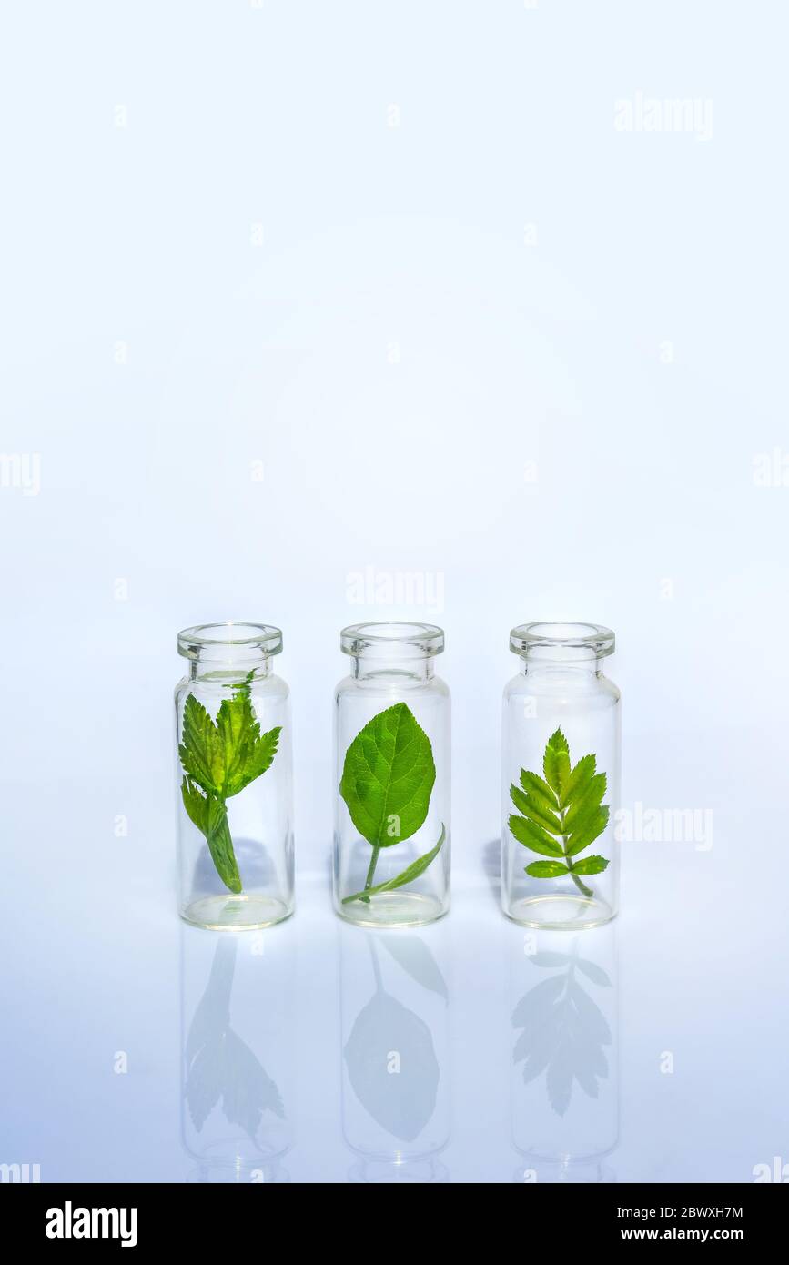 Kräuterflaschen, natürliches ätherisches Öl, Bio-Kosmetik auf weißem Hintergrund Stockfoto