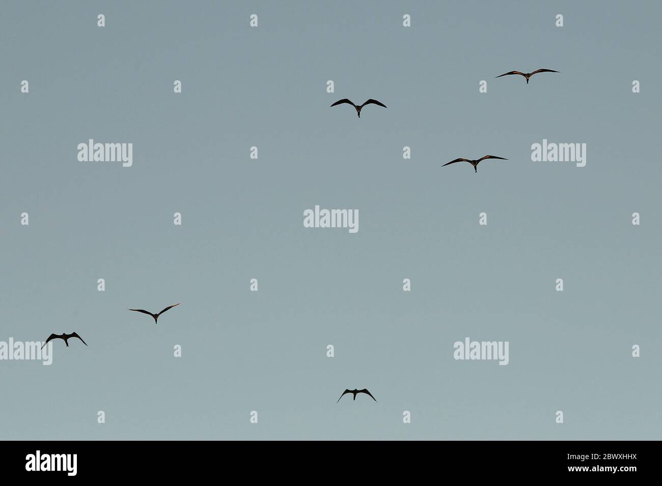 Tropische Vögel Frigatebirds fliegen auf blauem Himmel, abstrakter Hintergrund. Kopieren Raum der Natur Umwelt Konzept. Silhouette fregata prächert Gruppe Dämmerung Stockfoto