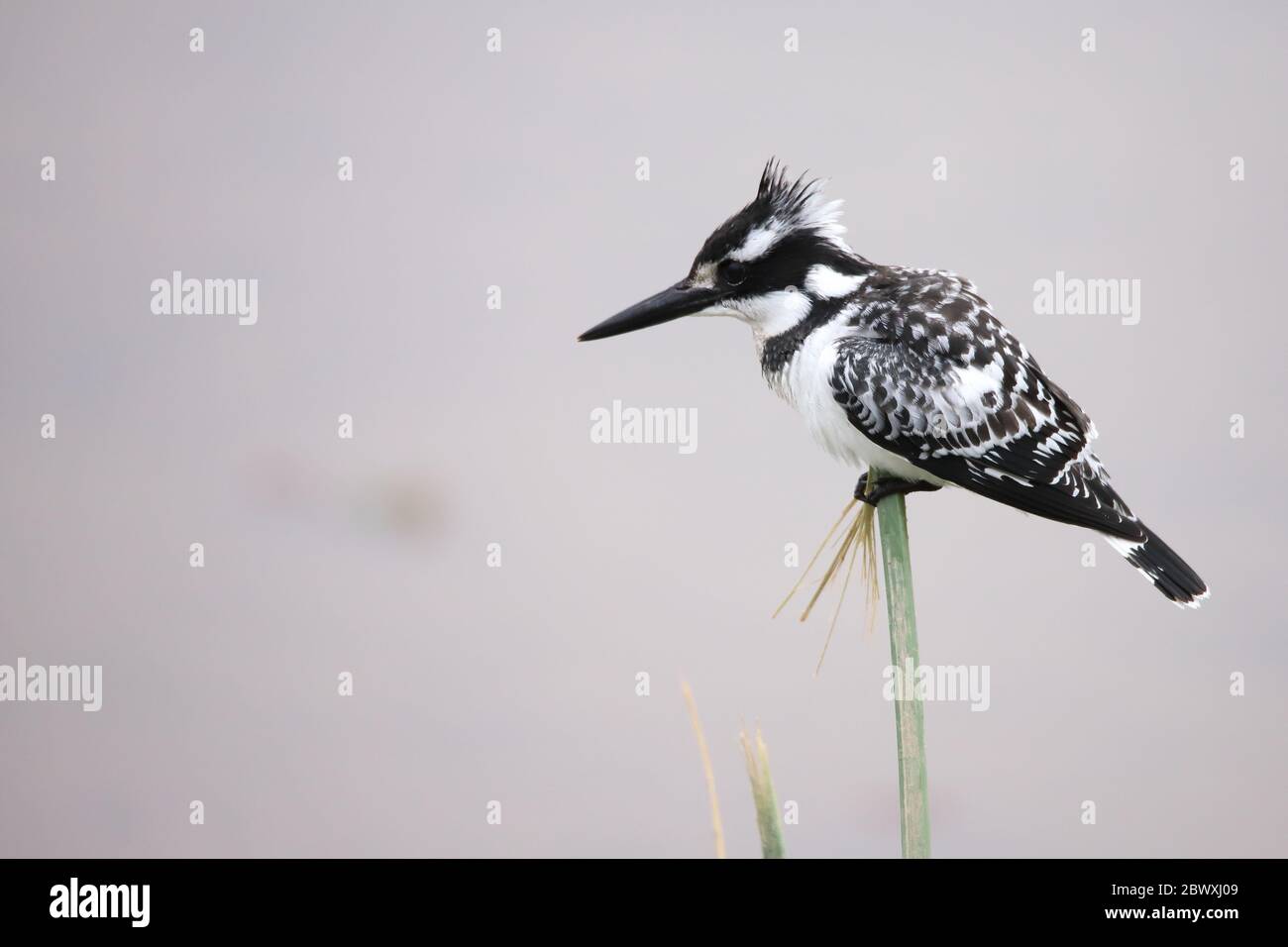 Seitenansicht eines sitzenden Eisvogels in Kenia Stockfoto