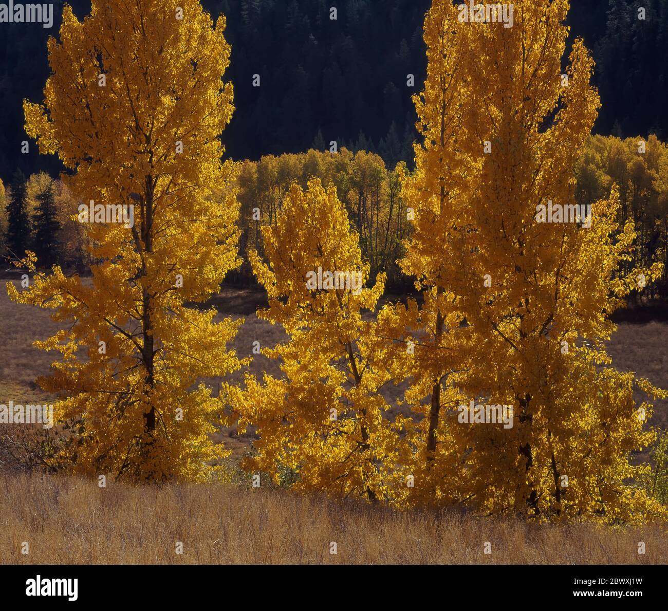 Schwarzes Cottonwood, Populus tricharpa, golden mit Herbstfarbe, im Methow Valley im US-Bundesstaat Washington Stockfoto