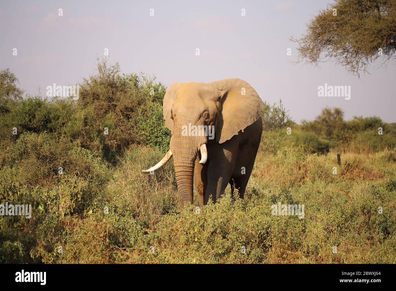 Elefant zwischen grünen Büschen Stockfoto