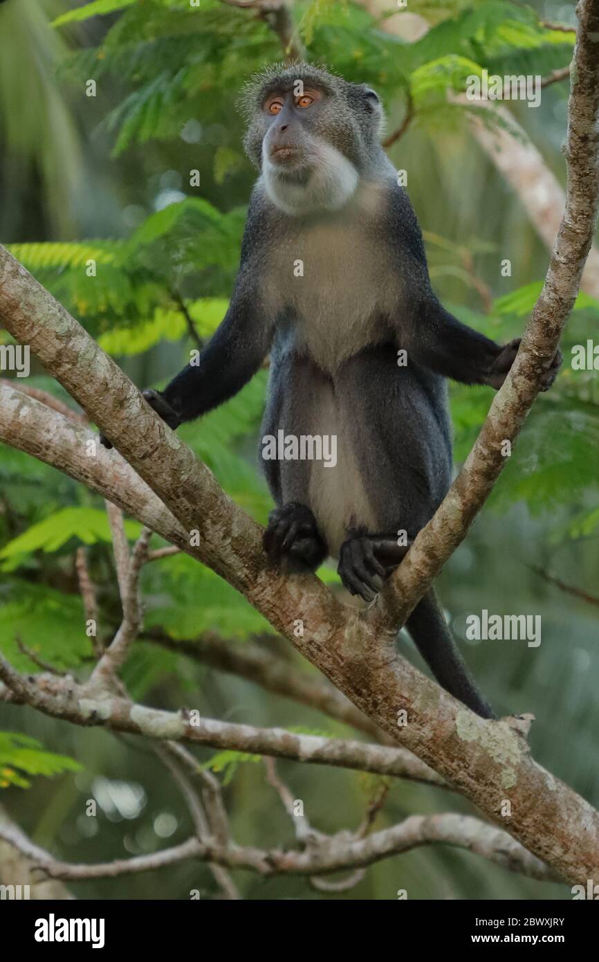 Sykes Affe auf einem Ast Stockfoto