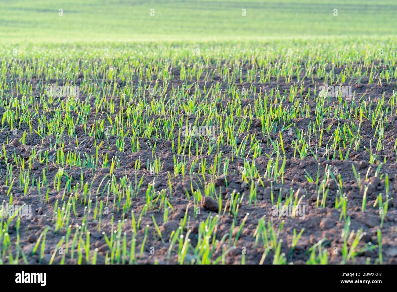 Junge Weizen ernten in den Morgen landwirtschaftliches Feld Stockfoto