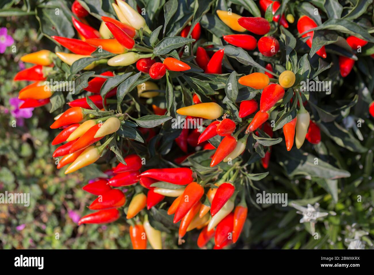 Frische, bunte Chilischoten im Garten Stockfoto