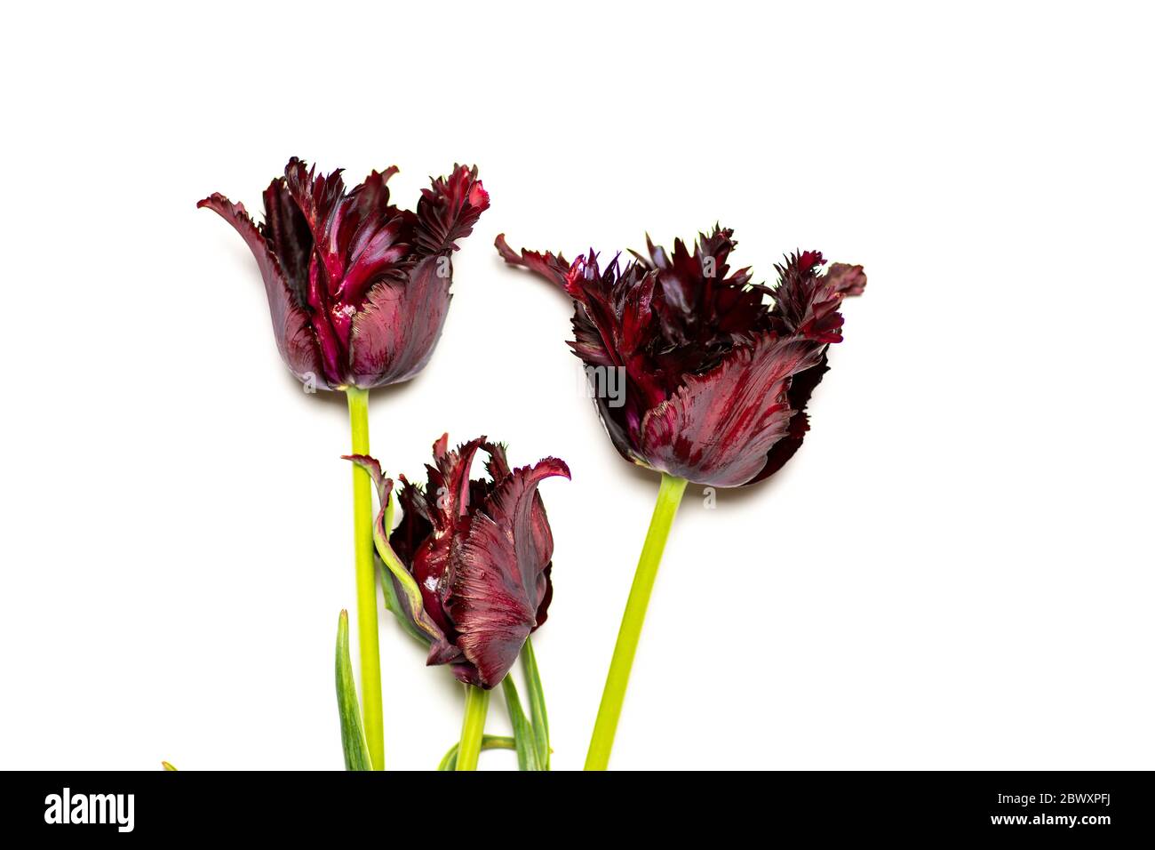 Rot gestreifte Tulpenblüten isoliert auf weißem Hintergrund Stockfoto