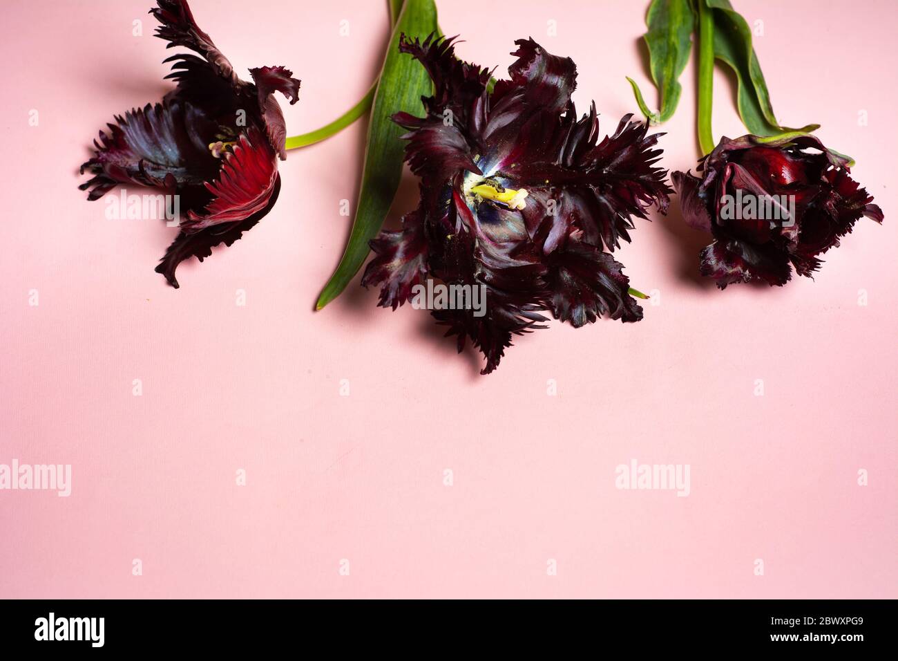 Rot gestreifte Tulpenblumen auf rosa Hintergrund mit Copy-Raum Stockfoto
