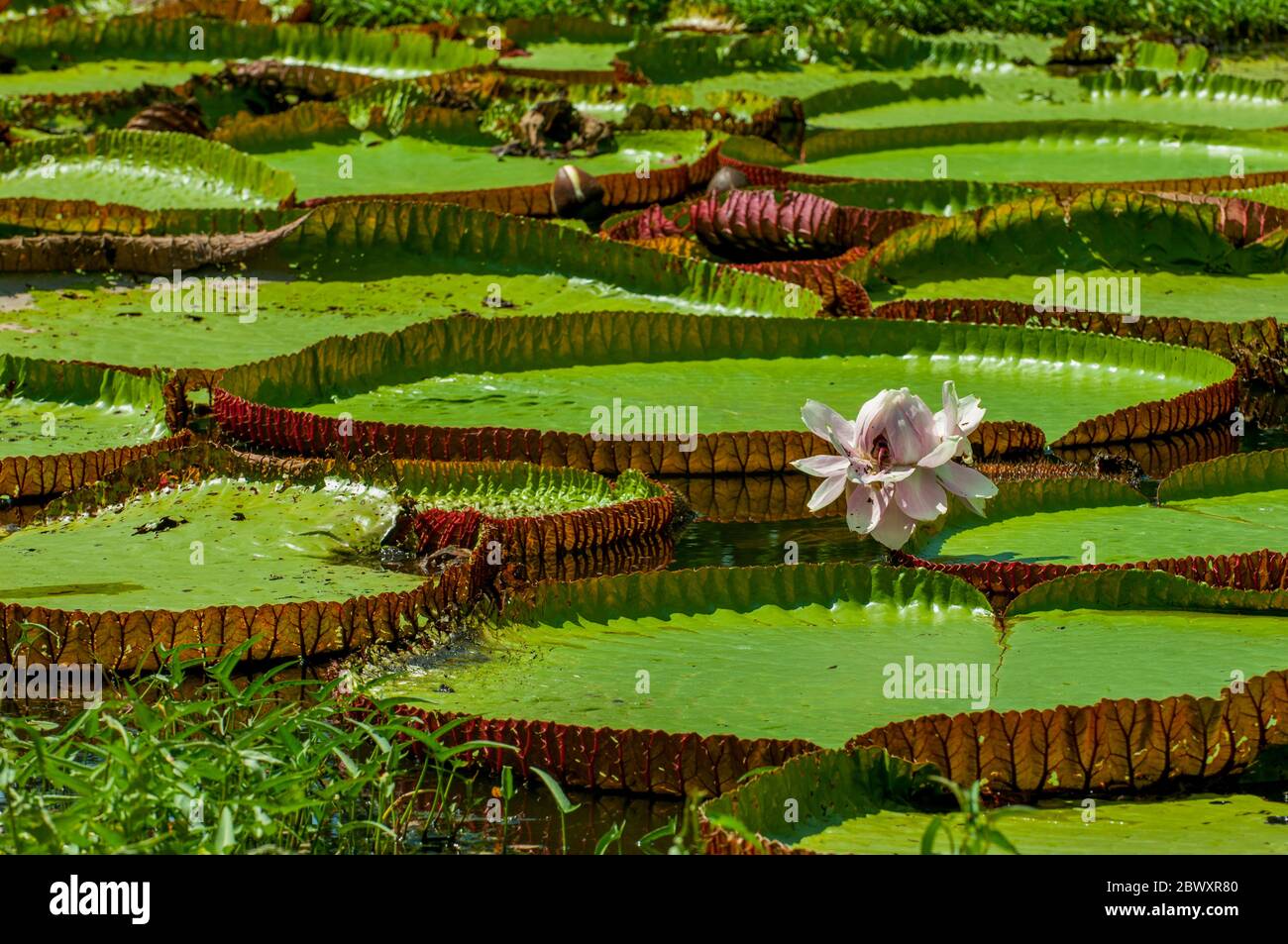 Riesen Seerosen In Einem Teich Stockfotos und bilder Kaufen Alamy