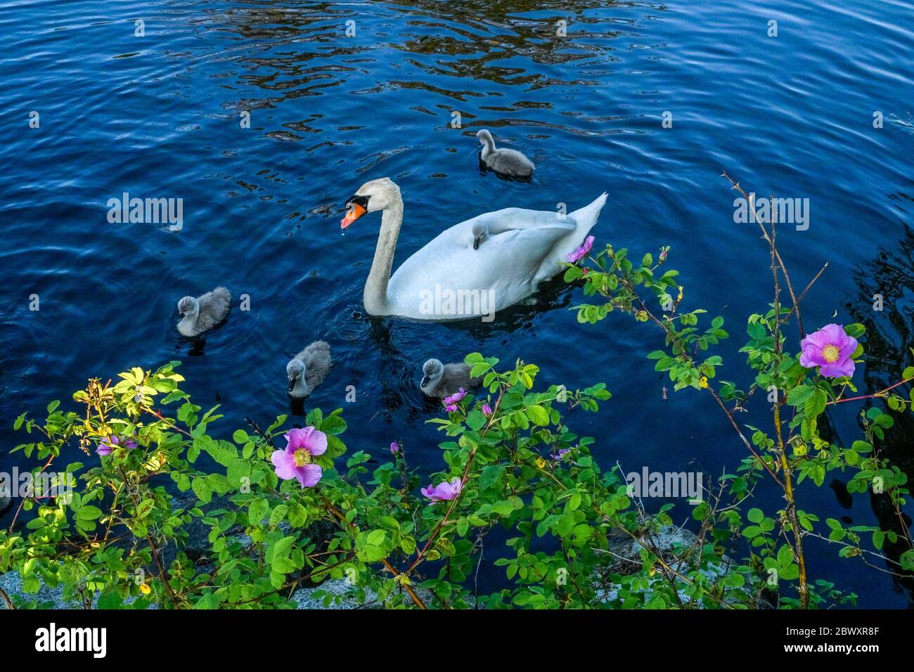 Mute Schwan mit Cygnets, Ambleside Park, West Vancouver, British Columbia, Kanada Stockfoto