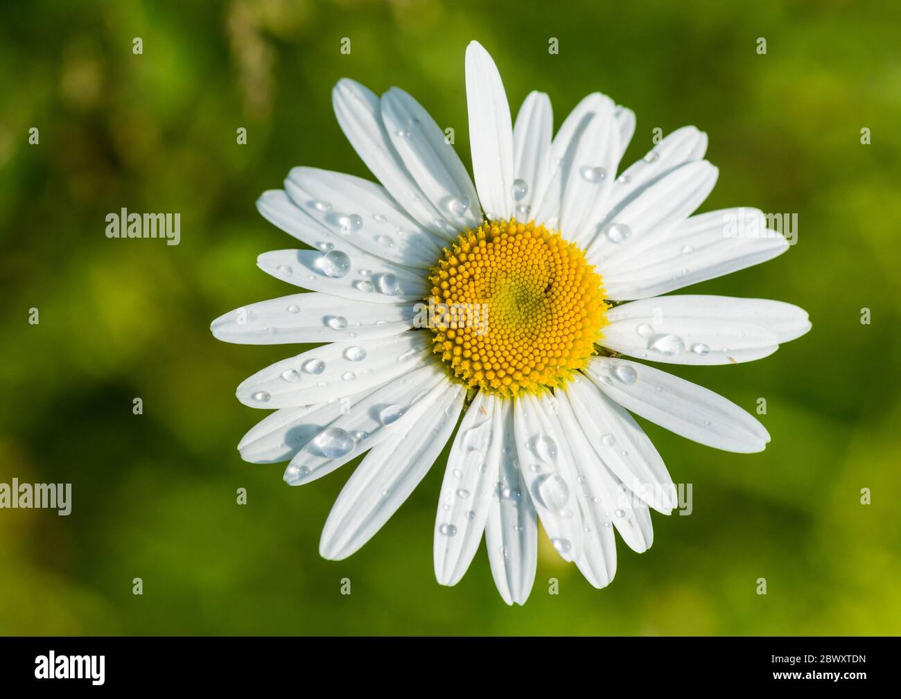 Eine Makroaufnahme eines oxeye Daisy blühen. Stockfoto