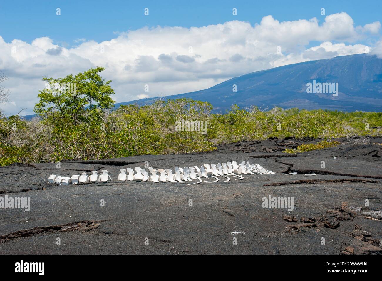 Ein Walskelett, das an einem Strand auf der Insel Fernandina auf den Galapagos-Inseln, Ecuador, zusammengebaut wurde. Stockfoto