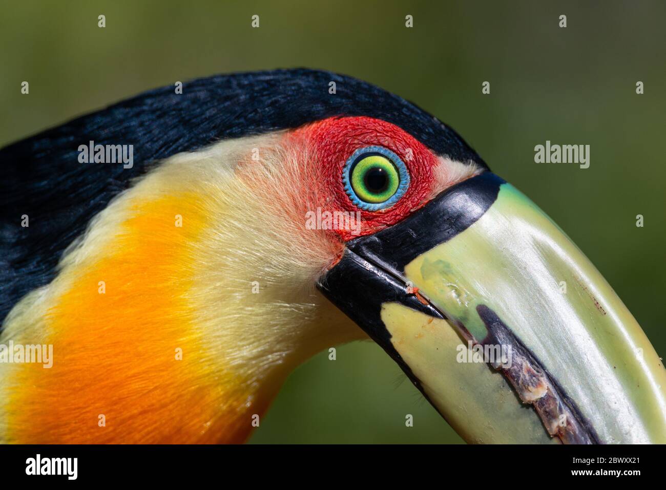 Ein rotreihiger Toucan (Ramphastos dicolorus) Gesicht Details Stockfoto