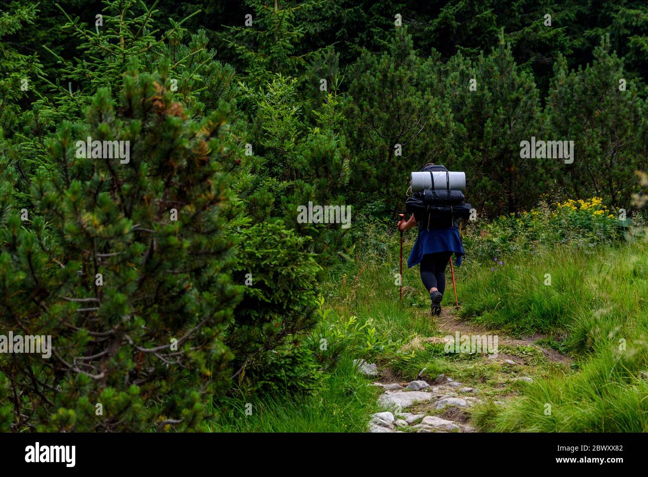 Junges Mädchen mit großen schweren Rucksack und Campingausrüstung Wandern grünen rumänischen Bergwanderwegen Stockfoto