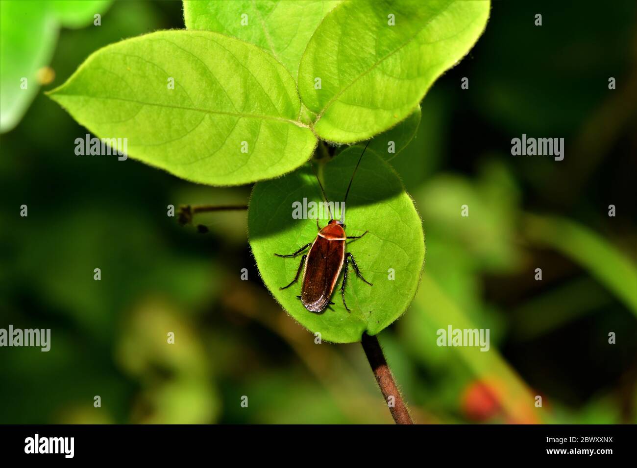 Helles und dunkelbraunes Insekt. Stockfoto