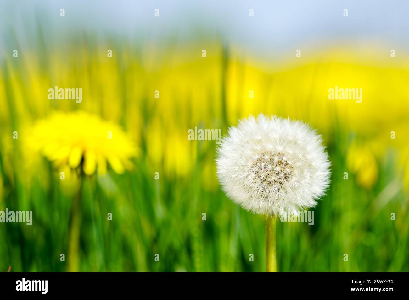 Löwenzahn Kopf oder Schlag Ball auf blauen Himmel Hintergrund Stockfoto