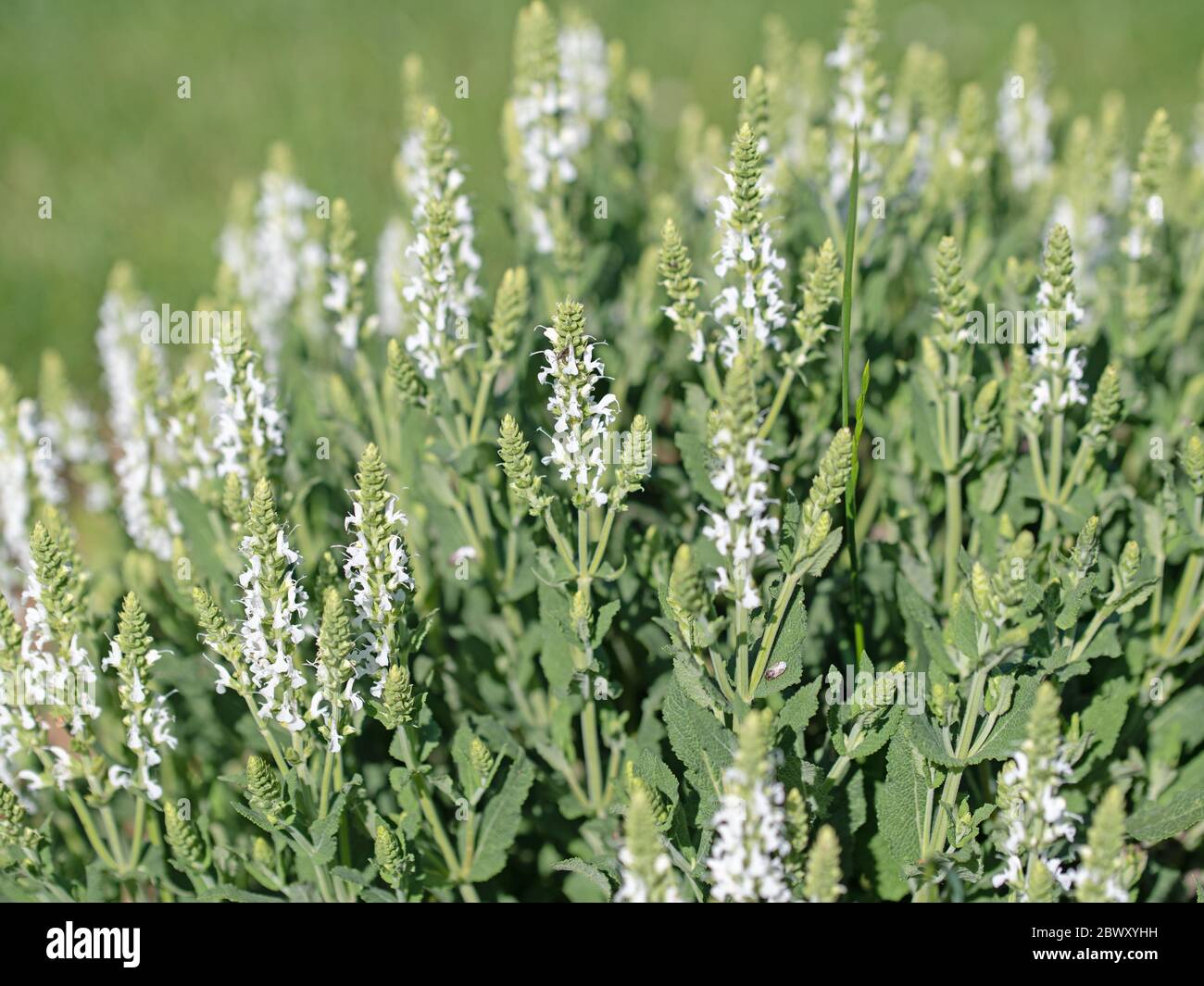 Salbei salvia nemorosa Fotos und Bildmaterial in hoher Auflösung Alamy