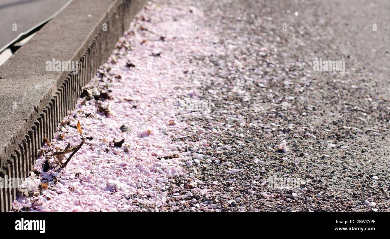 Japanische Kirschblüten, prunus serrulata, entlang des Pflasters an einem sonnigen Tag. Stockfoto