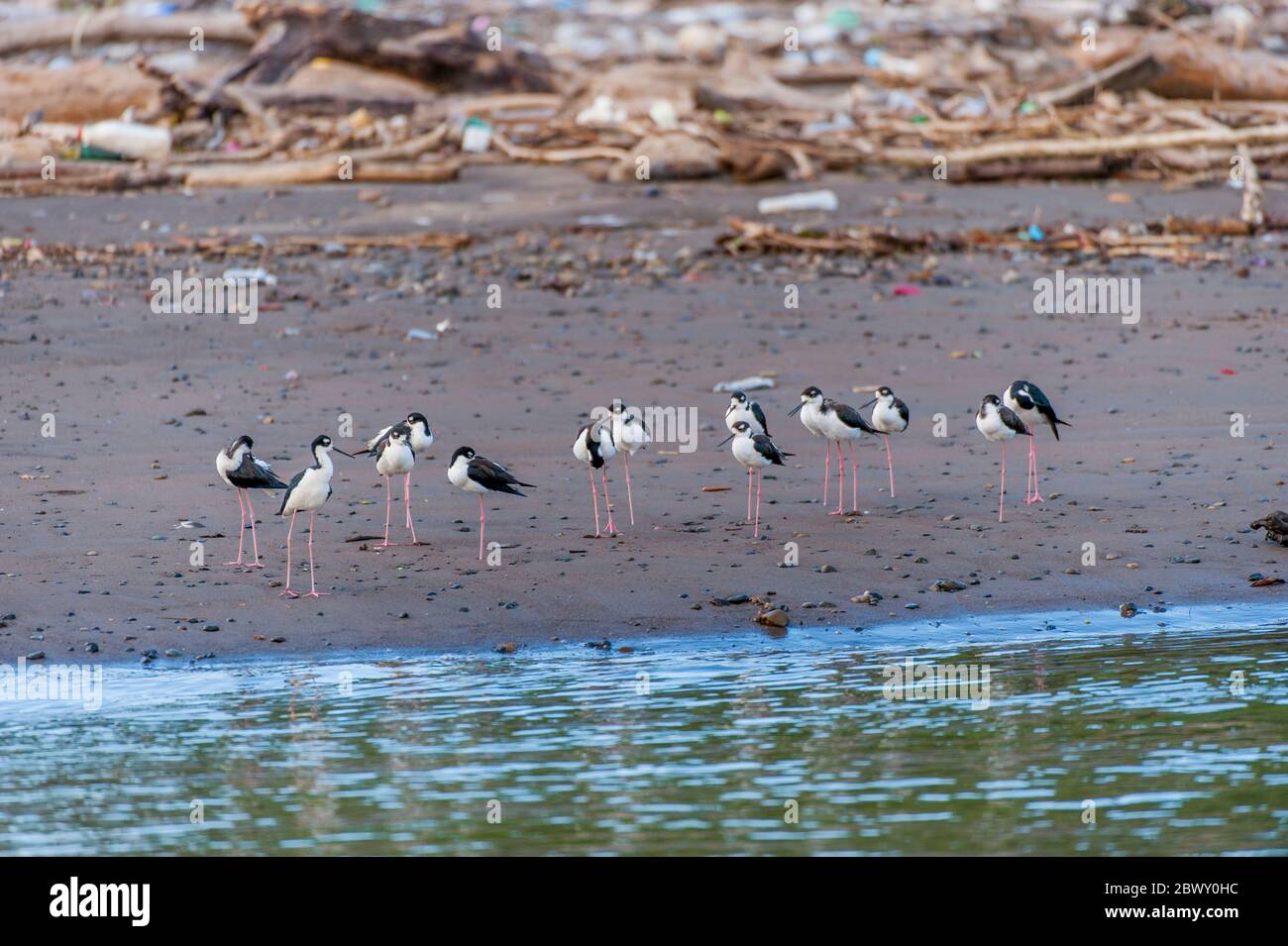 Eine Gruppe von Schwarzhalmstelzen (Himantopus mexicanus) AN EINEM STRAND am Ufer des Flusses Tarcoles, auch Grande de Tarcoles oder Th genannt Stockfoto