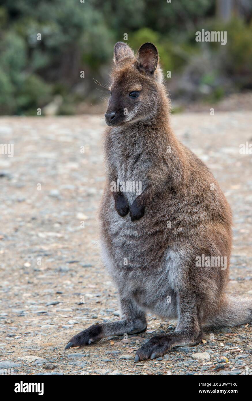 Wallaby stehend auf Feldweg Mount Field National Park Tasmania Australien Stockfoto