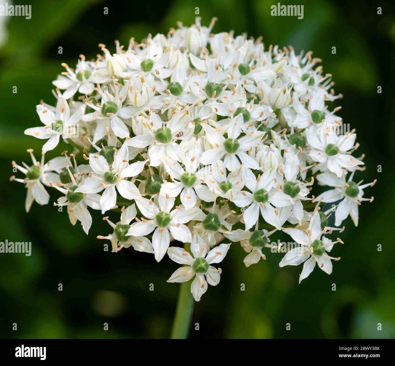 Kugelförmiger Blütenkopf des ornamentalen Zwiebelknollens Allium nigrum Stockfoto