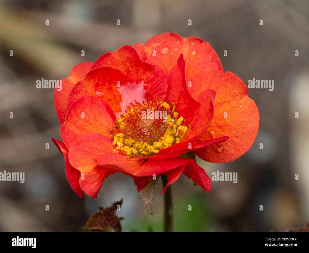 Nahaufnahme der rot-orangen Blume des lang blühenden winterharten Staudendammes "Carlet Tempest" Stockfoto