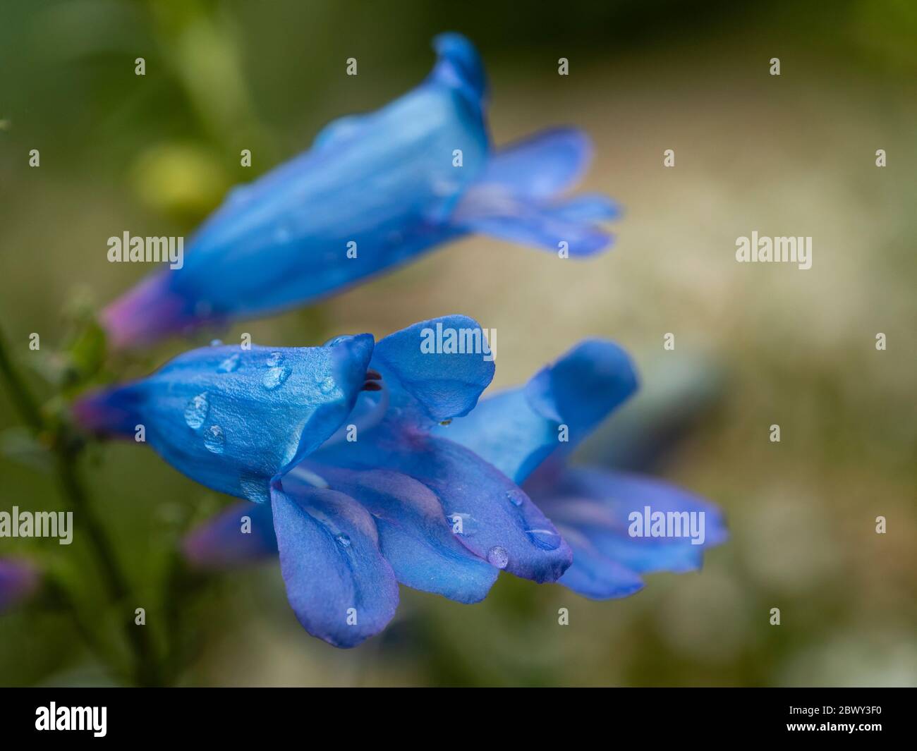 Nahaufnahme der leuchtend blauen röhrenförmigen Blüten der winterharten mehrjährigen Penstemon heterophyllus 'Electric Blue' Stockfoto