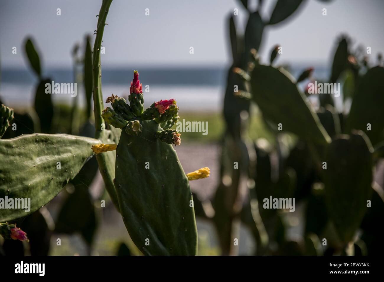 Grüner Kaktus und andere Pflanzen im Sommer, schöne Pflanzen Stockfoto