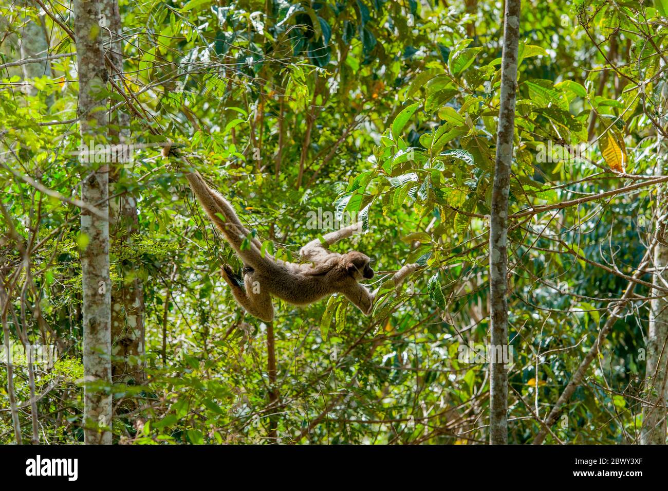Ein nördlicher Muriqui-Affe (Brachyteles hypoxanthus) ist eine bedrohte (wollige Spinnenaffen) Art hier im atlantischen Regenwald im Karatinga B Stockfoto